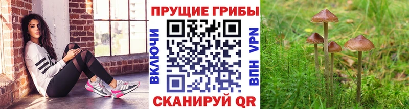 Псилоцибиновые грибы MAGIC MUSHROOMS сколько стоит Галич